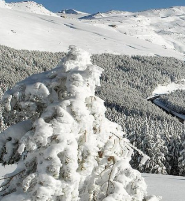 Grupo AVA Sierra Nevada