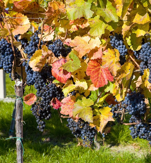 Grupo AVA Ribera del Duero